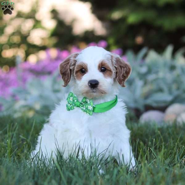 Phoenix, Mini Goldendoodle Puppy